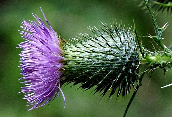 {Cirsium vulgare}